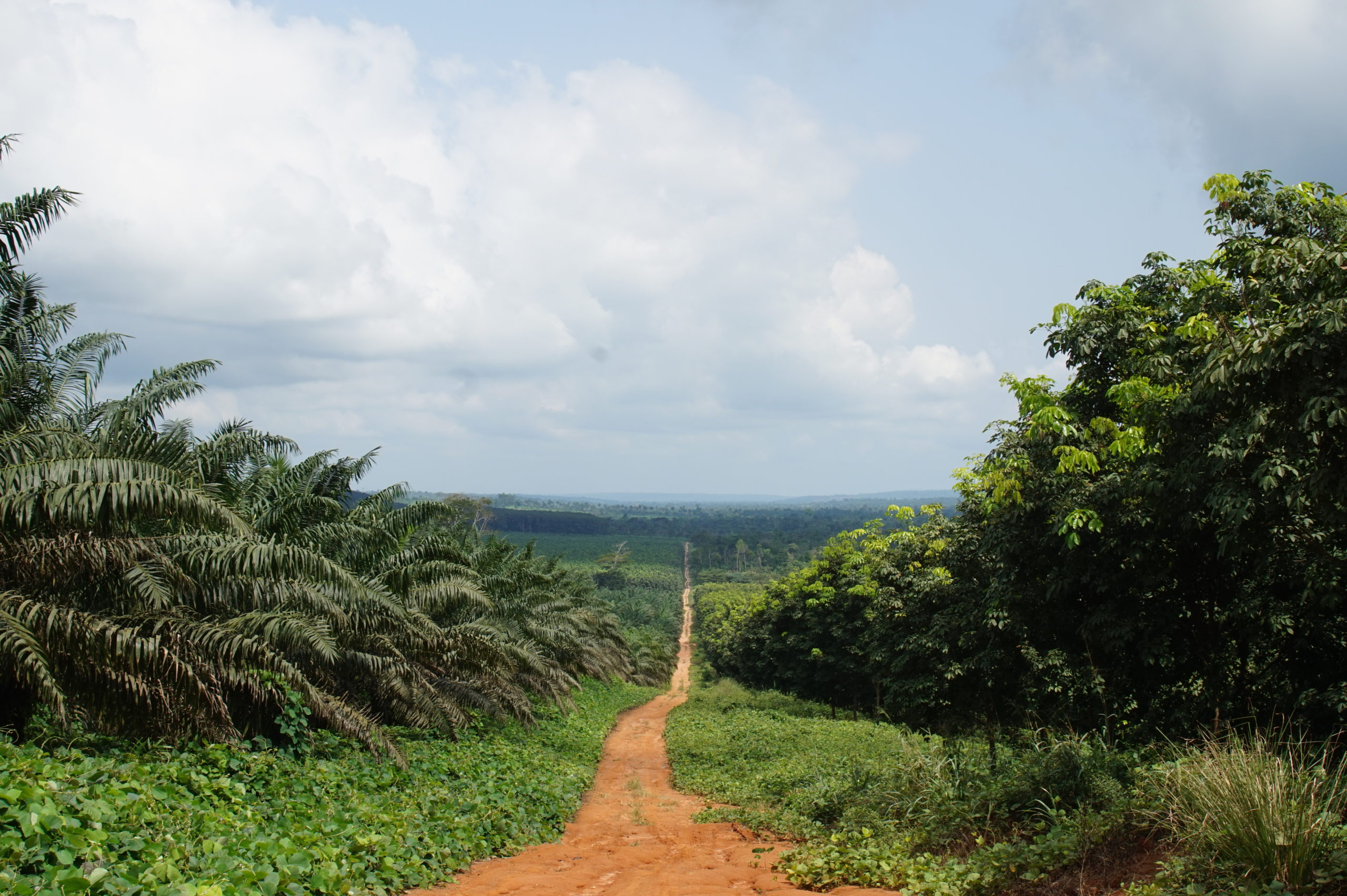 Okomu Forest Belt Restoration